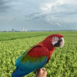 10-Month-Old Female Scarlet Macaw Parrot