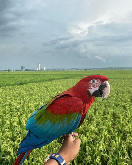 10-Month-Old Female Scarlet Macaw Parrot