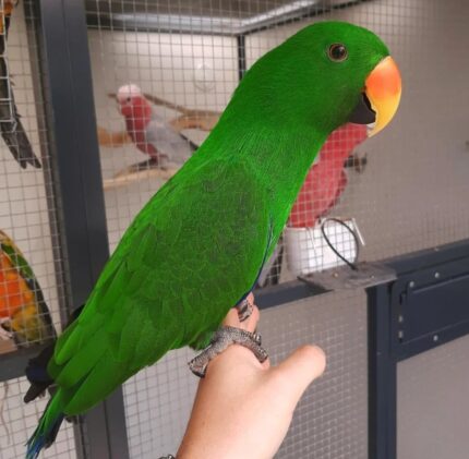 12-month-old Male Eclectus Parrot