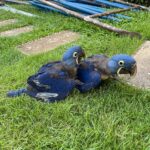 2 Baby Hyacinth Macaw parrots