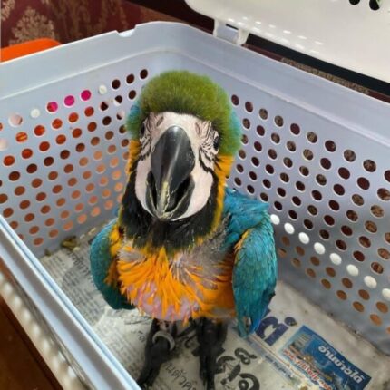 2-month-old baby Blue & Gold Macaw parrots
