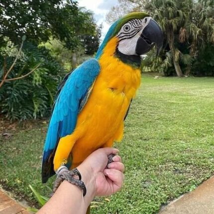 2-Year-Old Blue and Gold Macaw for Sale
