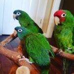3 Baby Hahn’s Macaw Parrots for Sale