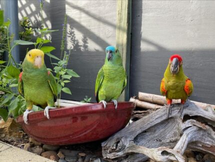 3 beautiful 8-month-old Amazon Parrots