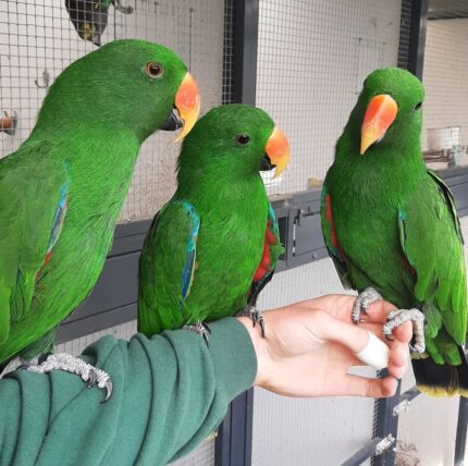 3 Female Eclectus Parrots