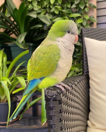 3-Month-Old Male Quaker Parakeet for Sale