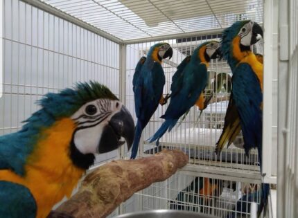 4 Beautiful 6-month-old Macaw Parrots