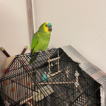 4-Month-Old Female Amazon Parrot