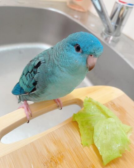 5-Month-Old Male Quaker Parakeet
