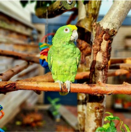 6-Month-Old Female Amazon Parrot