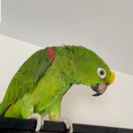 6-Month-Old Male Amazon Parrot