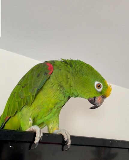 6-Month-Old Male Amazon Parrot