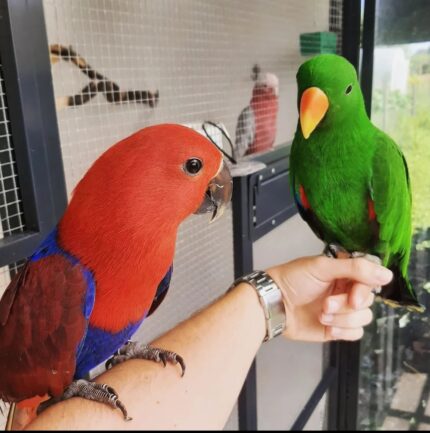 6-month-old Male and Female Eclectus Parrots