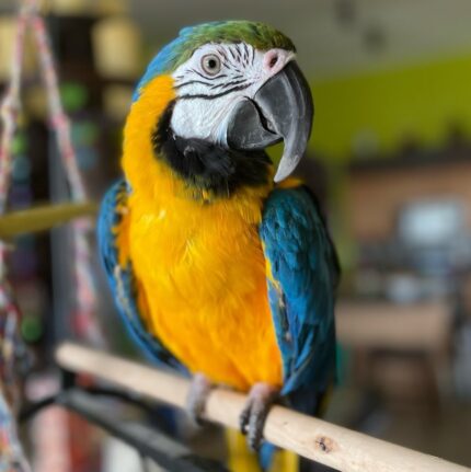 6-Month-Old Male Macaw Parrot