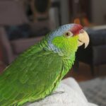 6 Months Old Male Amazon Parrot