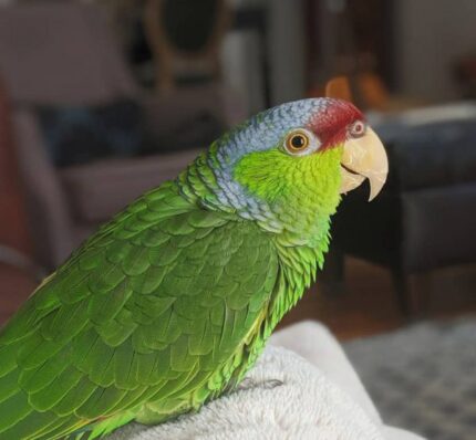 6 Months Old Male Amazon Parrot