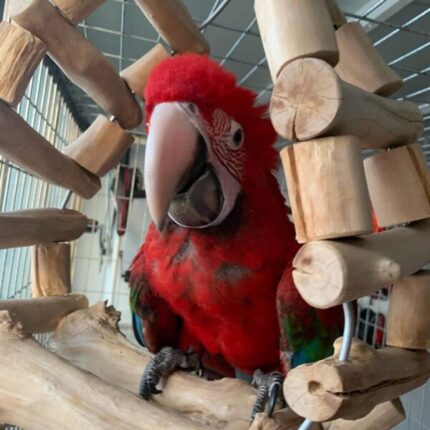 8-Month-Old Female Scarlet Macaw