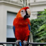 8 Months Old Scarlet Macaw Parrot