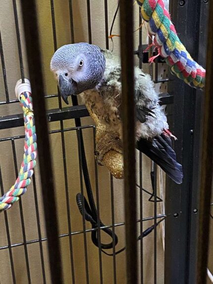 African Grey Congos (2 – Male and Female) With Cage