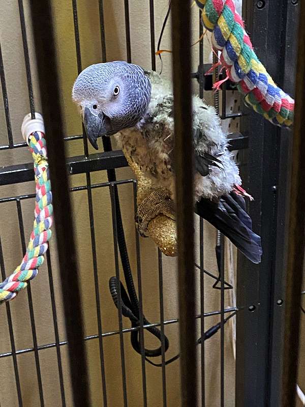 African Grey Congos (2 – Male and Female) With Cage