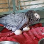African Grey Parrot Eggs