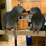 African Grey Parrot for Sale – Male & Female