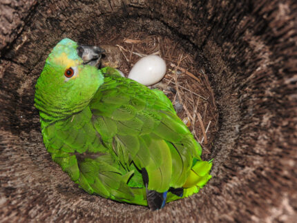 Amazon Parrot Eggs