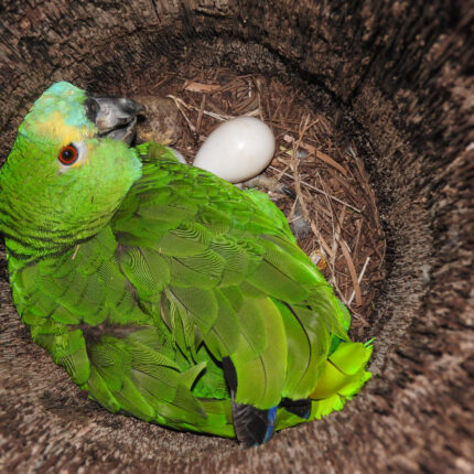 Amazon Parrot Eggs