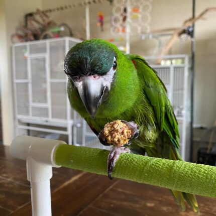 Awesome Hahns Macaw Parrot