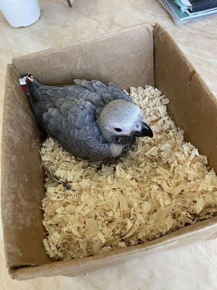 Baby African Grey for Sale
