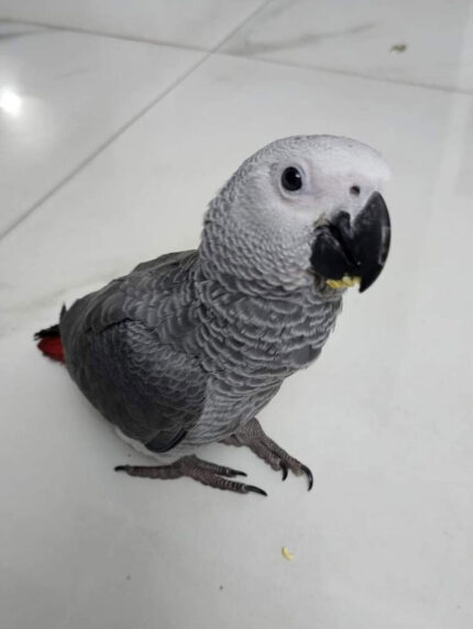 Baby African Grey Parrot
