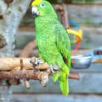 Baby Female Amazon Parrot for Sale
