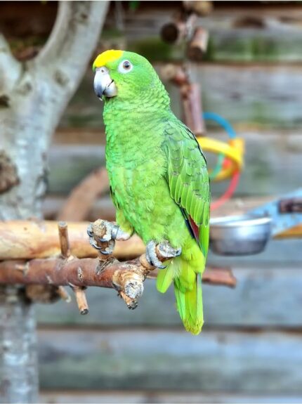 Baby Female Amazon Parrot for Sale
