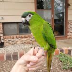 Baby Hahn’s Macaw Parrots
