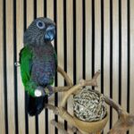 Baby Hawk-Headed Parrot for Sale