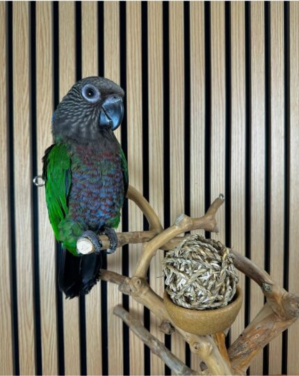 Baby Hawk-Headed Parrot for Sale