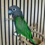 Baby Male Hawk-Headed Parrot for Sale