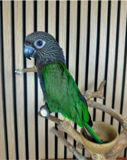 Baby Male Hawk-Headed Parrot for Sale