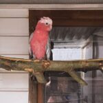 Beautiful Female Galah Cockatoo