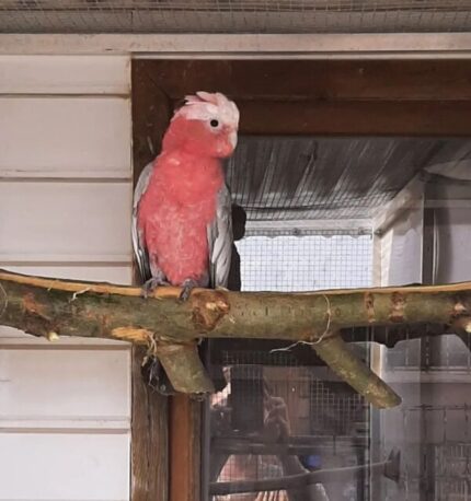 Beautiful Female Galah Cockatoo