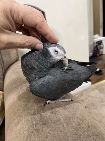Beautiful Female Timneh African Grey Parrot