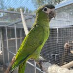 Beautiful Young Hahn’s Macaw Parrot
