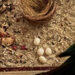 Black Palm Cockatoos Eggs