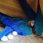 Blue and Gold Macaw Eggs