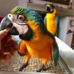 Blue and Gold Macaw Pair