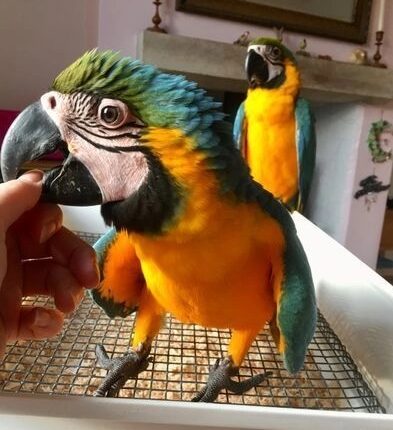 Blue and Gold Macaw Pair