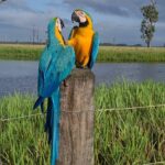 Blue and Gold Macaw Parrot Online | Male & Female