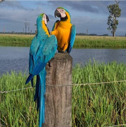 Blue and Gold Macaw Parrot Online | Male & Female