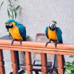 Blue and Gold Macaws for Sale – Male & Female
