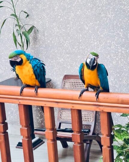 Blue and Gold Macaws for Sale – Male & Female
